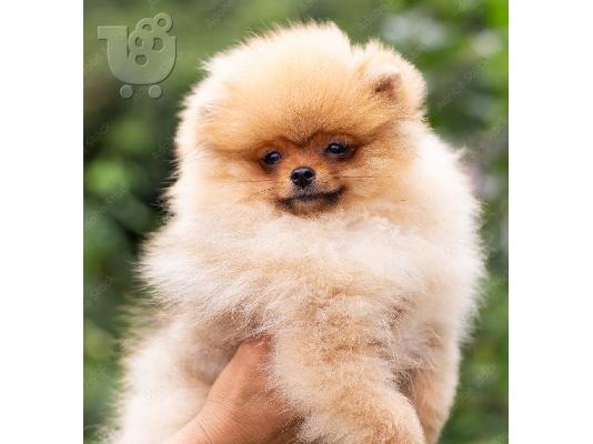 PoulaTo: Pomeranian toy